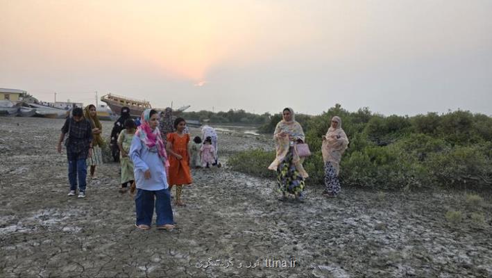 توسعه جنگل حرا در روستای گردشگری جزیره قشم